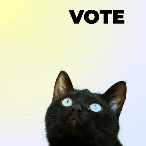 Czarny kot o niebieskich oczach patrzy na unoszący się tekst „Vote” (Głosuj)